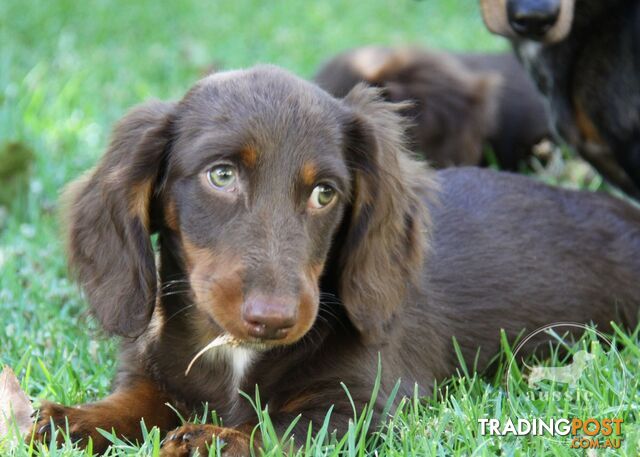 Purebred-Chocolate-And-Tan-Mini-Dachshund-Long-Haired-Puppies-For-Sale