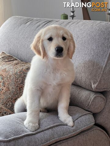 Golden Retriever Puppy for sale