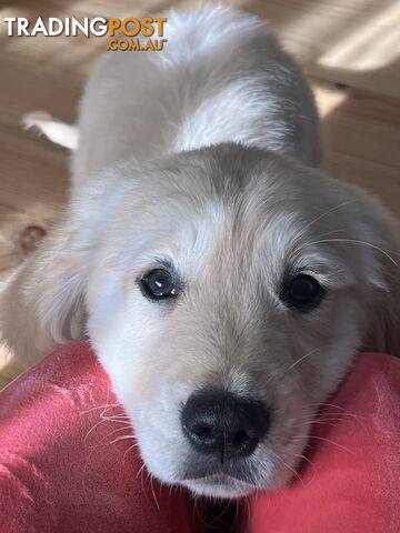 Golden Retriever Puppy for sale