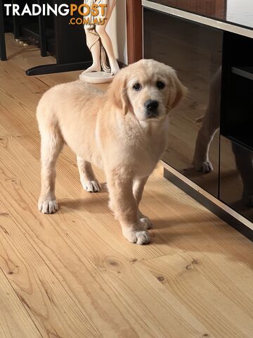 Golden Retriever Puppy for sale