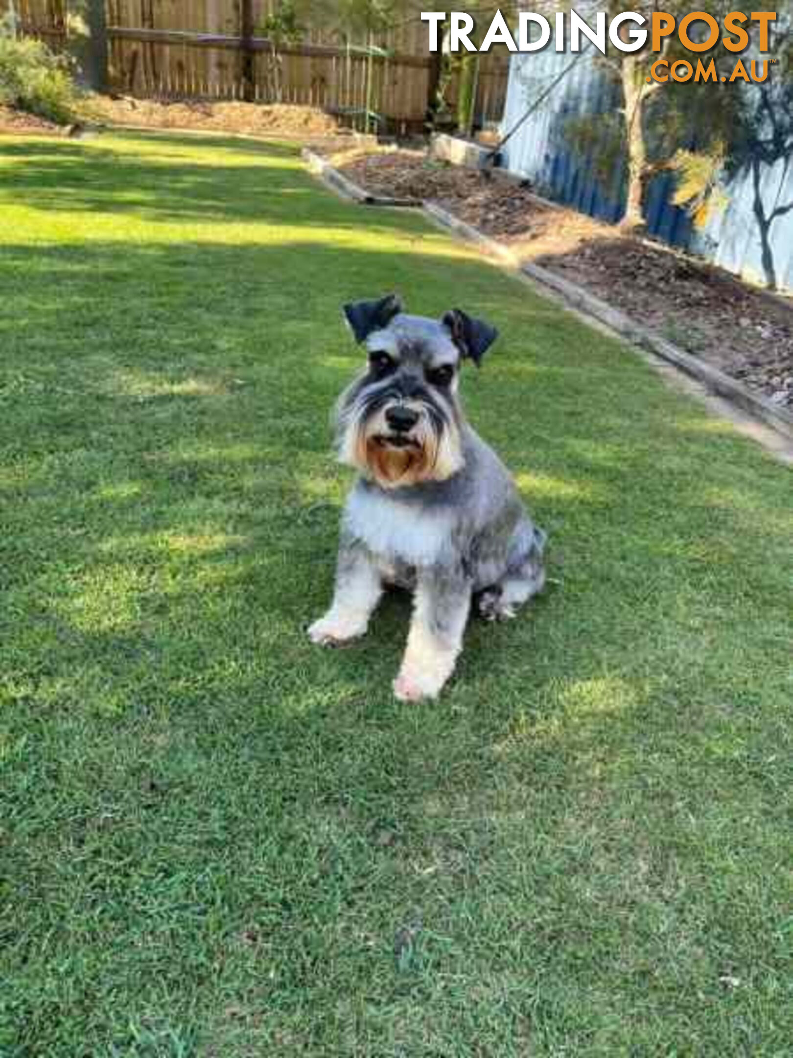 Miniature Schnauzer Puppies (BLACK)