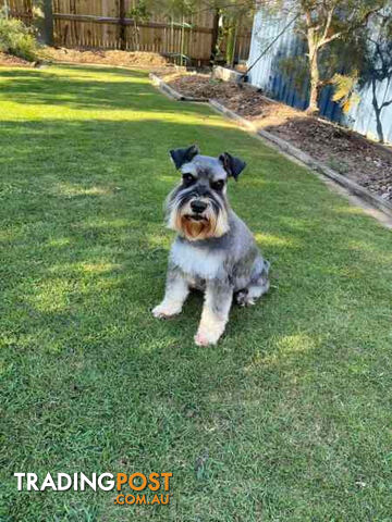 Miniature Schnauzer Puppies (BLACK)