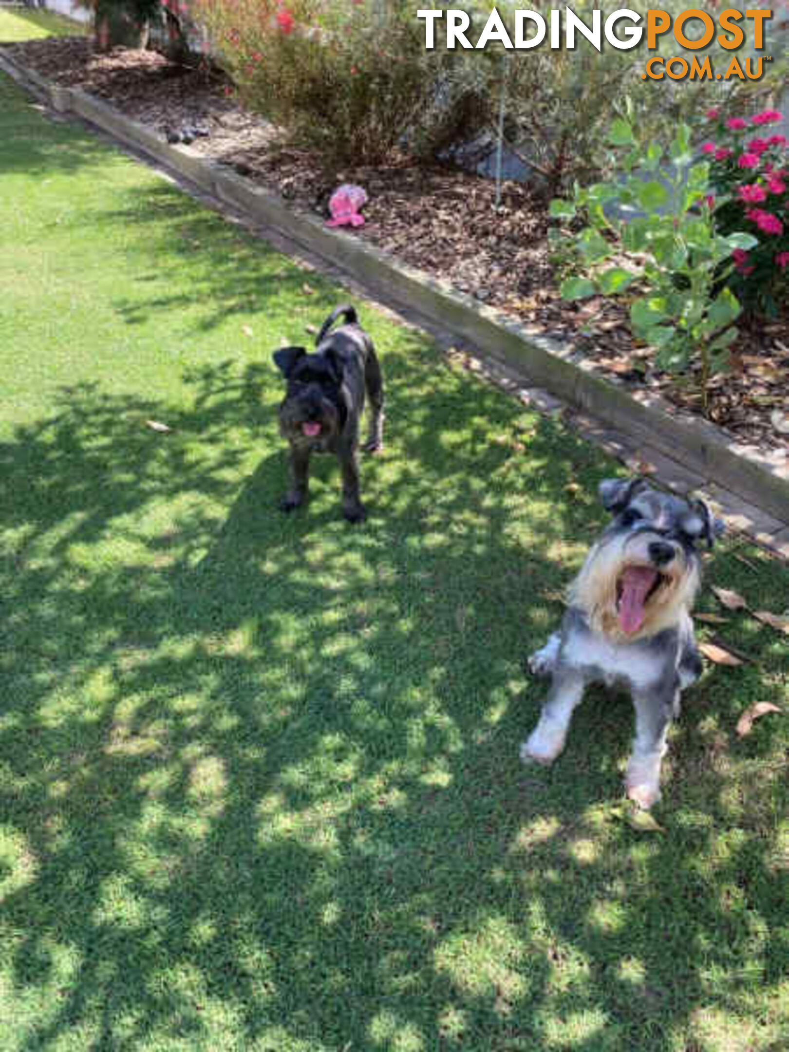 Miniature Schnauzer Puppies (BLACK)