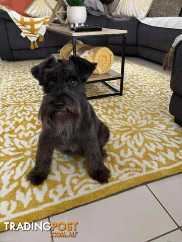 Miniature Schnauzer Puppies (BLACK)