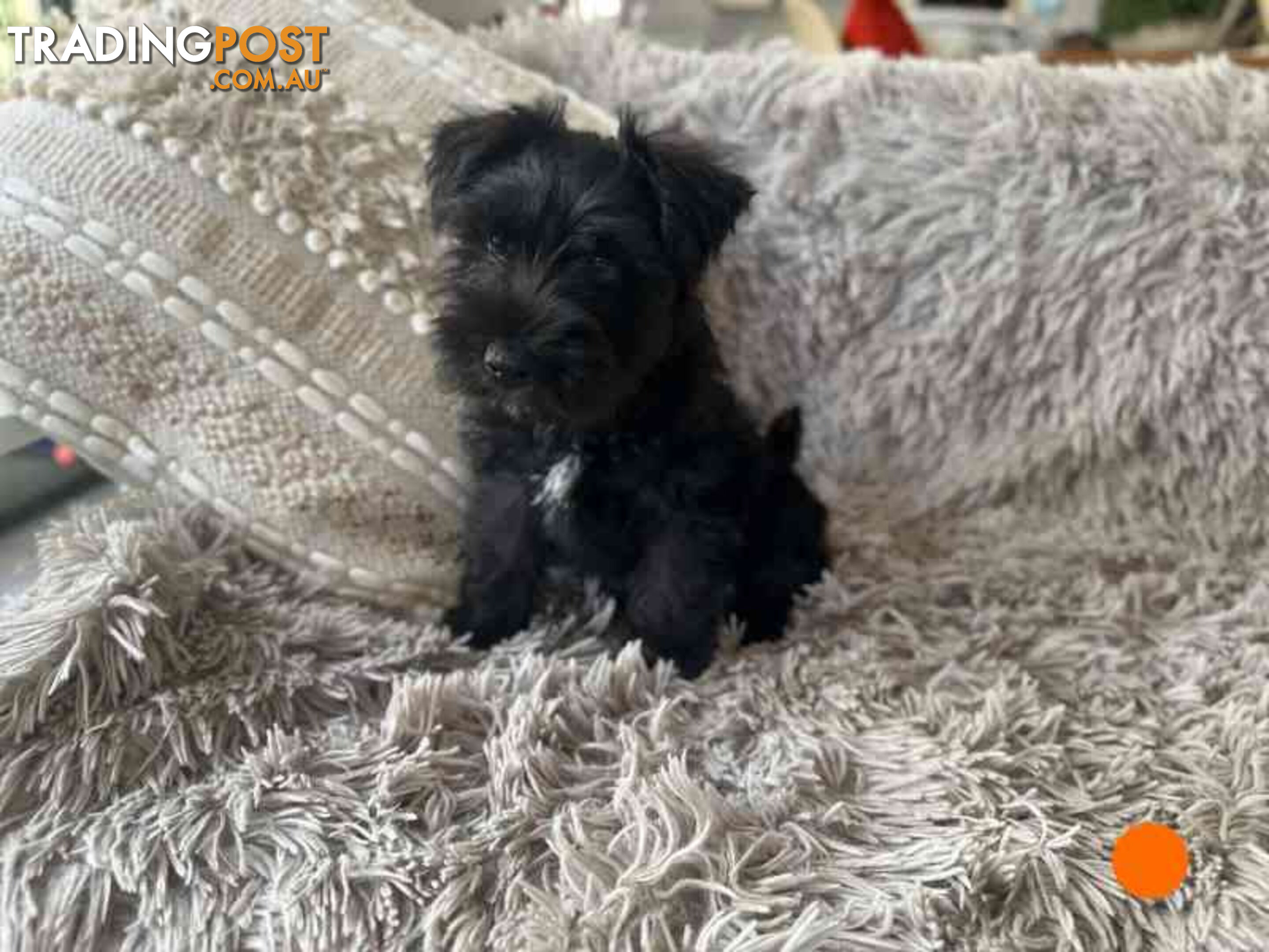 Miniature Schnauzer Puppies (BLACK)