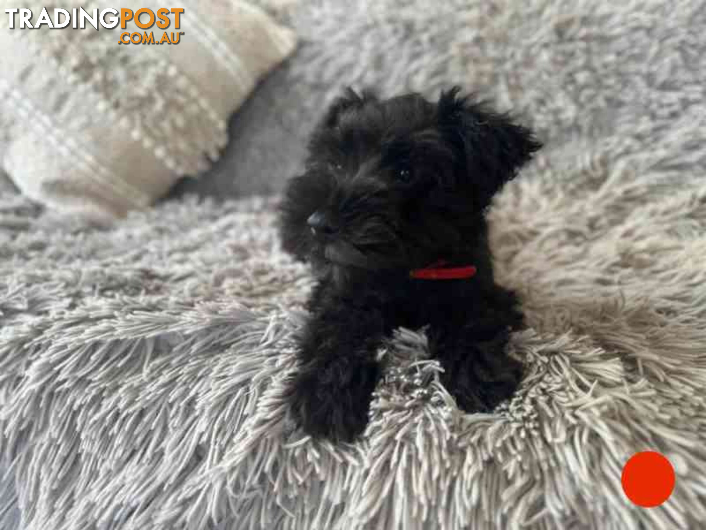 Miniature Schnauzer Puppies (BLACK)