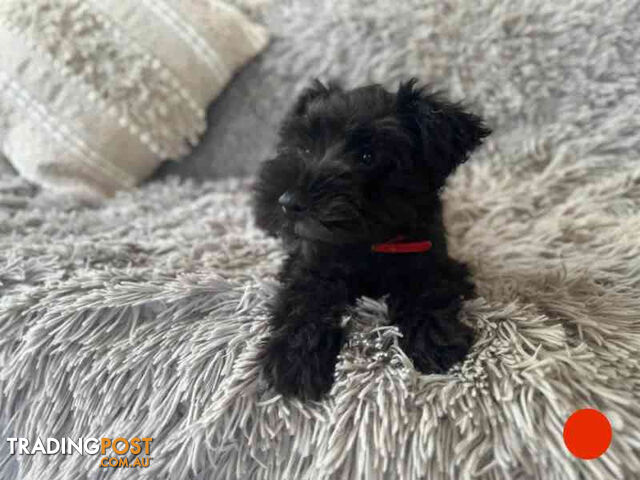 Miniature Schnauzer Puppies (BLACK)