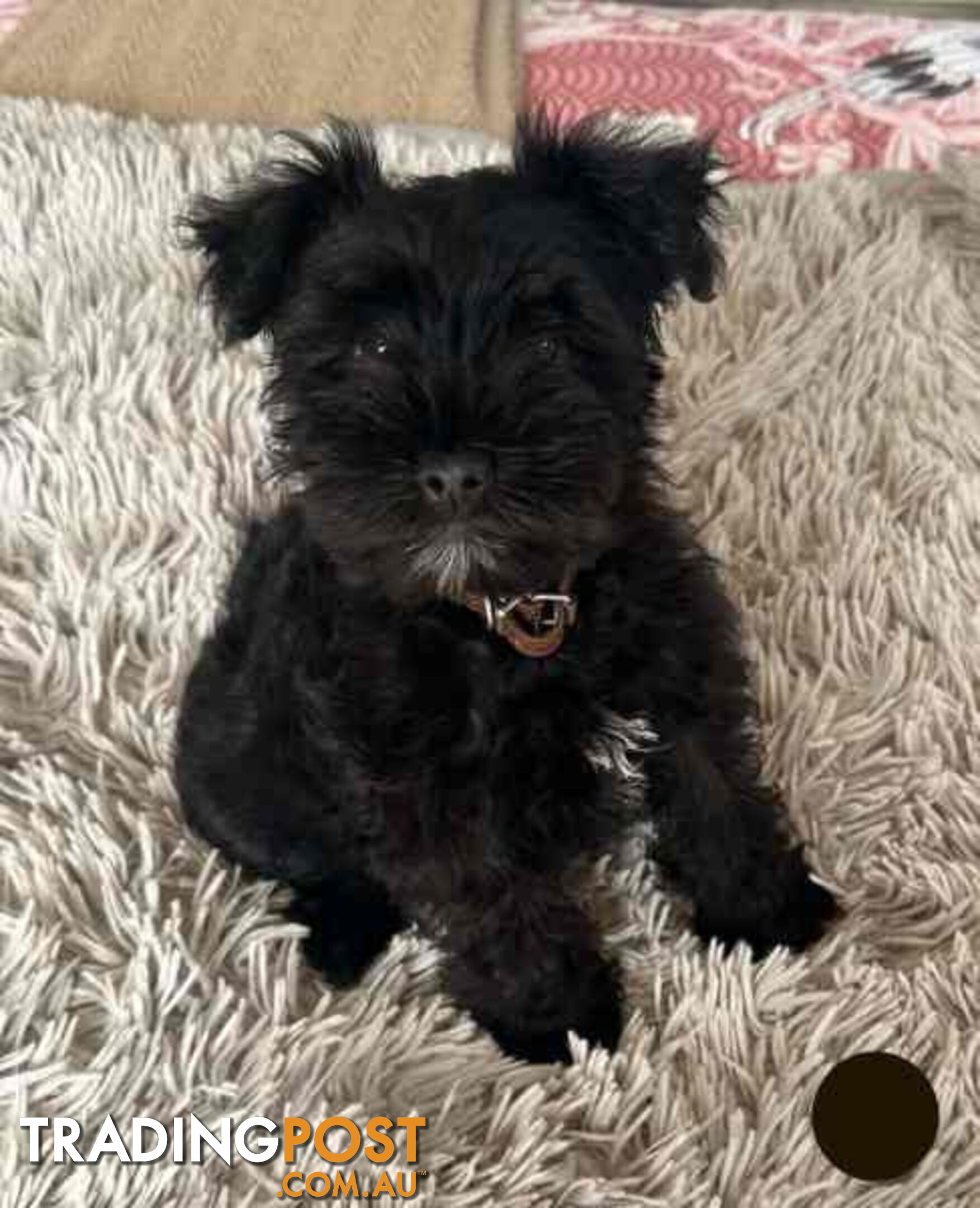 Miniature Schnauzer Puppies (BLACK)