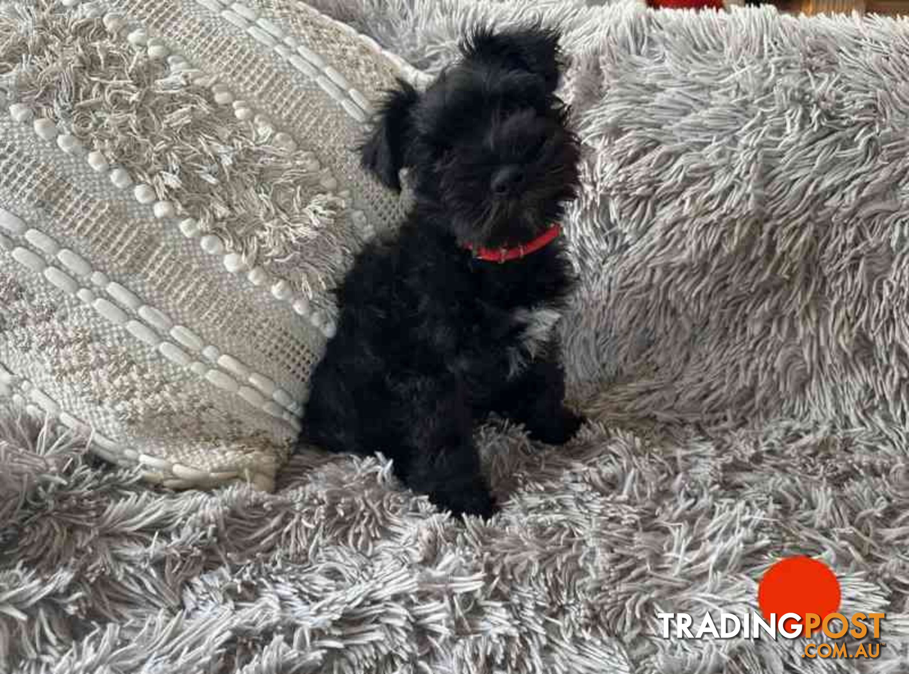 Miniature Schnauzer Puppies (BLACK)