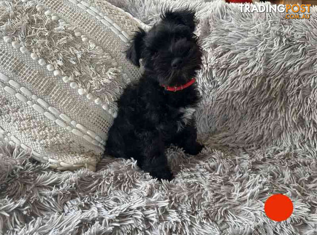 Miniature Schnauzer Puppies (BLACK)