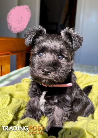 Miniature Schnauzer Puppies