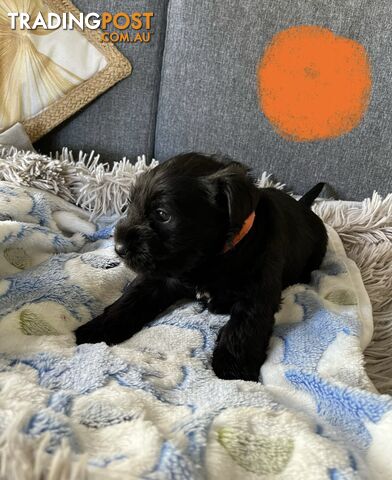 Miniature Schnauzer Puppies