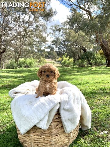 Cavoodle Puppy - Female