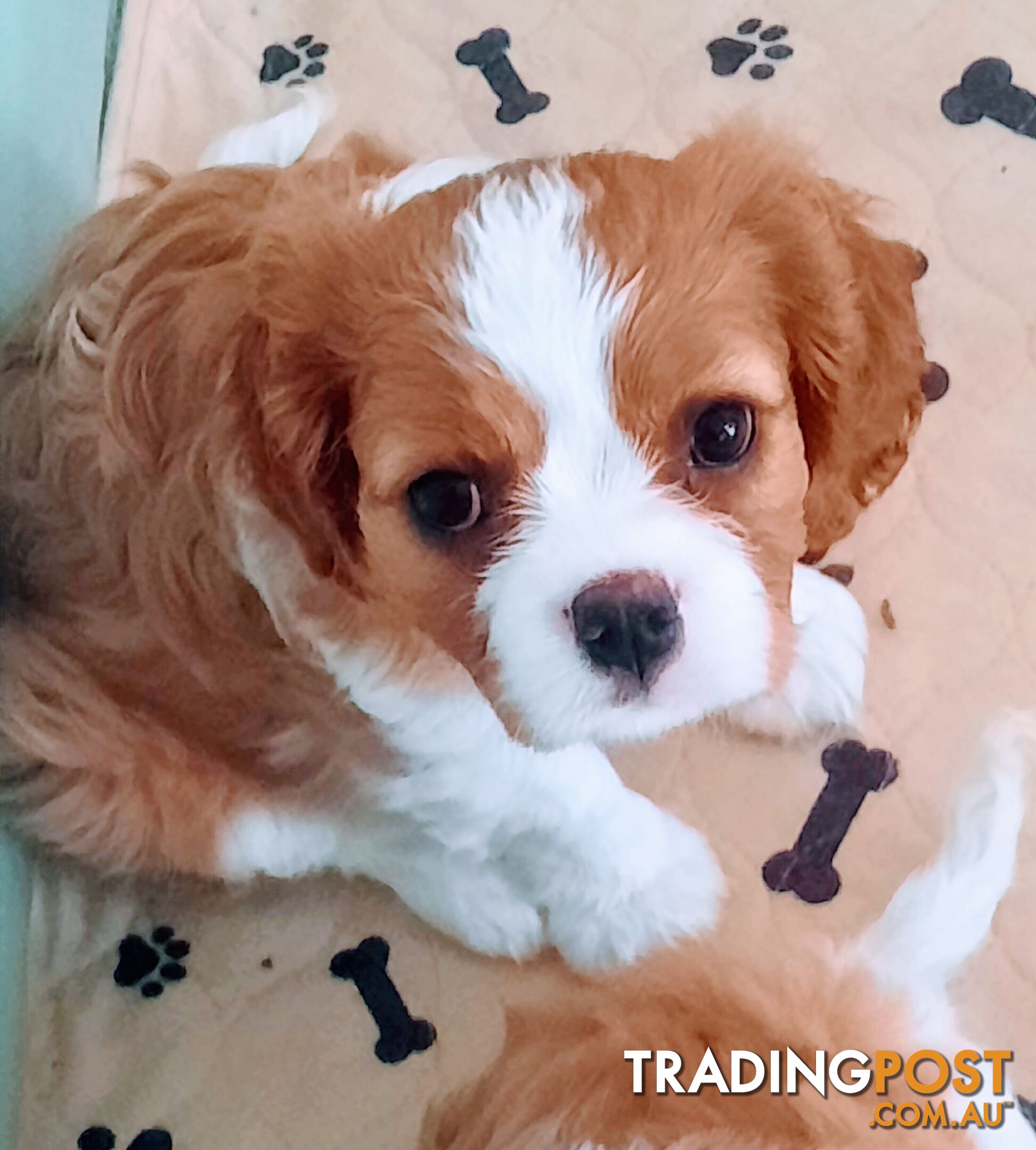 King Charles Cavalier Puppies