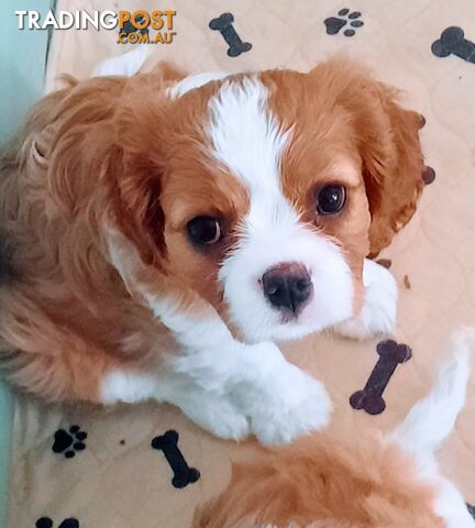 King Charles Cavalier Puppies