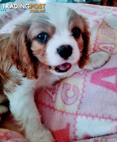 King Charles Cavalier Puppies