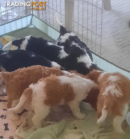 King Charles Cavalier Puppies