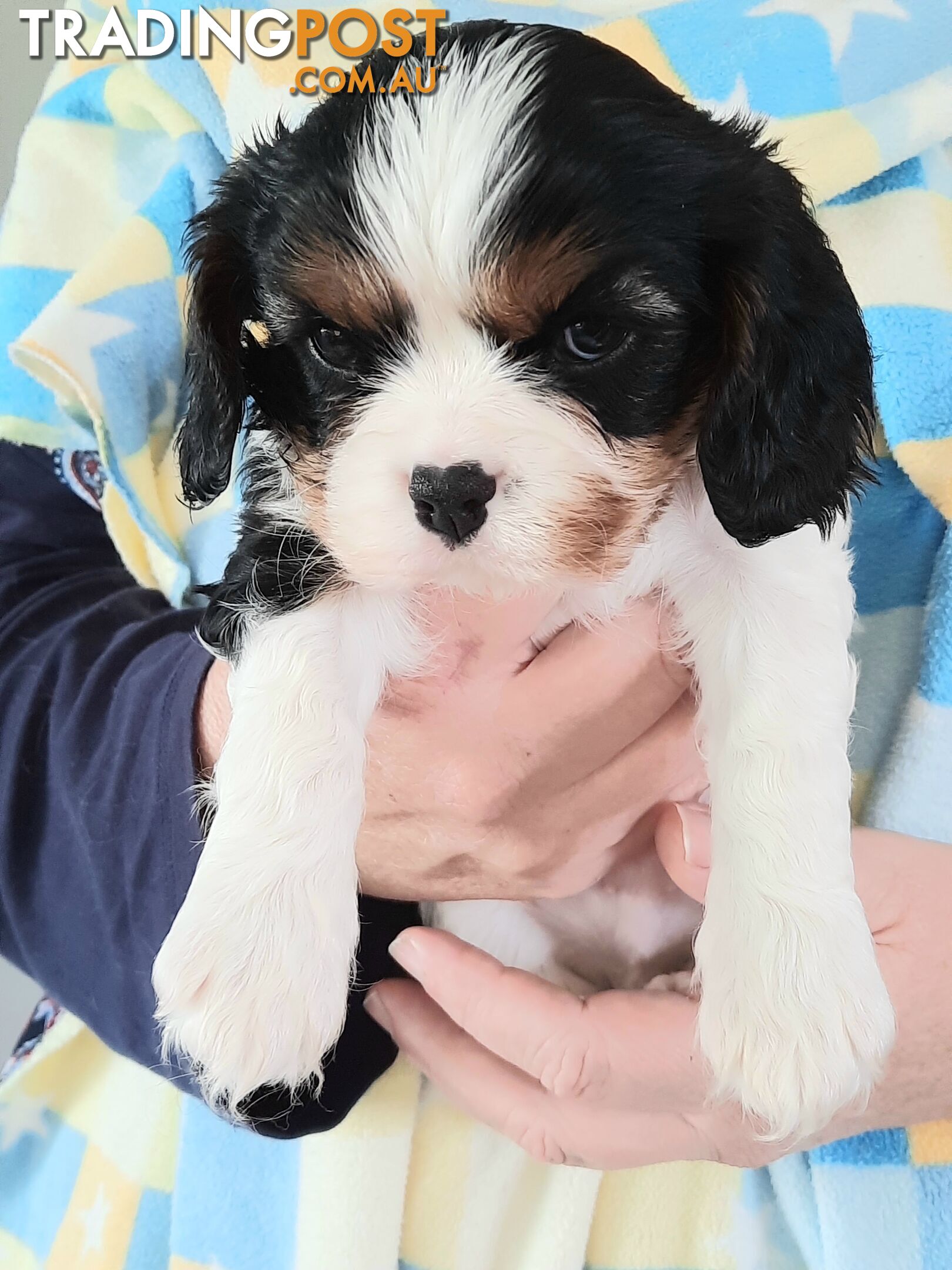 King Charles Cavalier Puppies