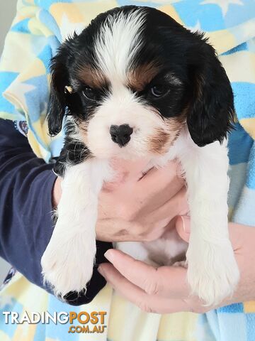 King Charles Cavalier Puppies