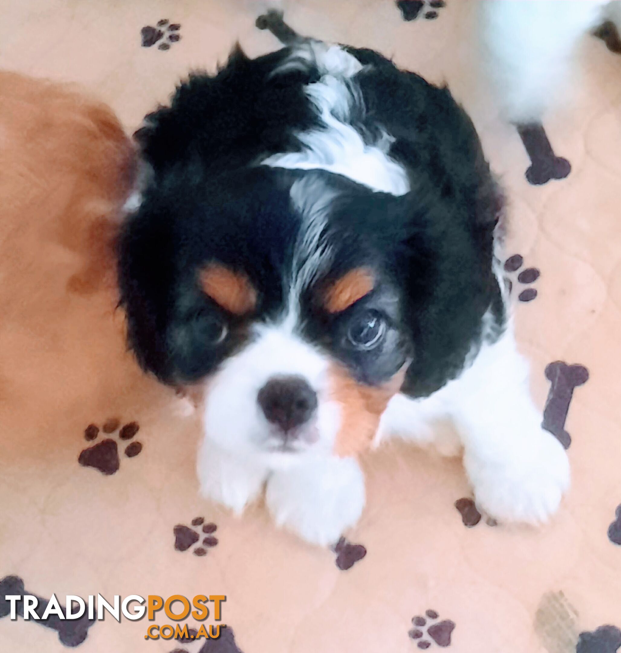 King Charles Cavalier Puppies