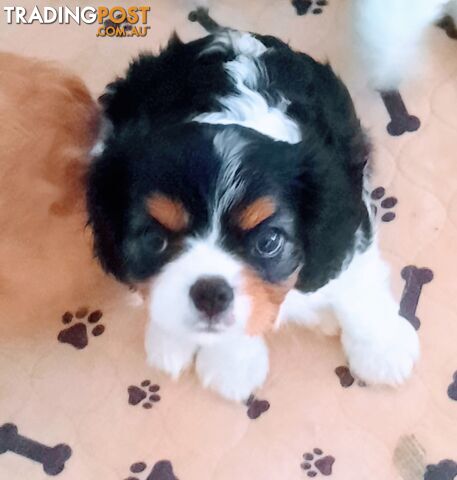 King Charles Cavalier Puppies