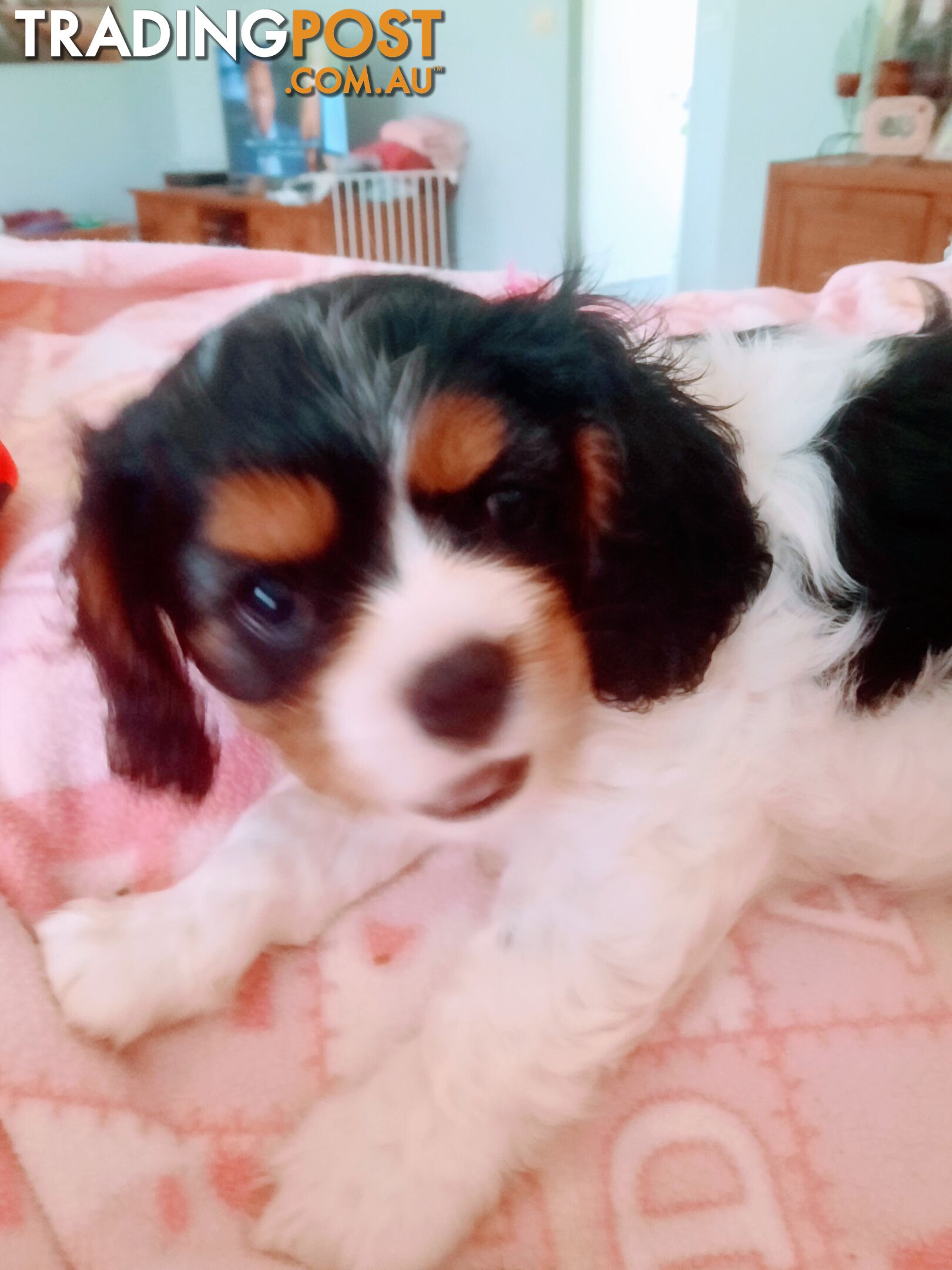 King Charles Cavalier Puppies