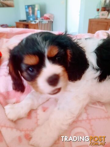 King Charles Cavalier Puppies