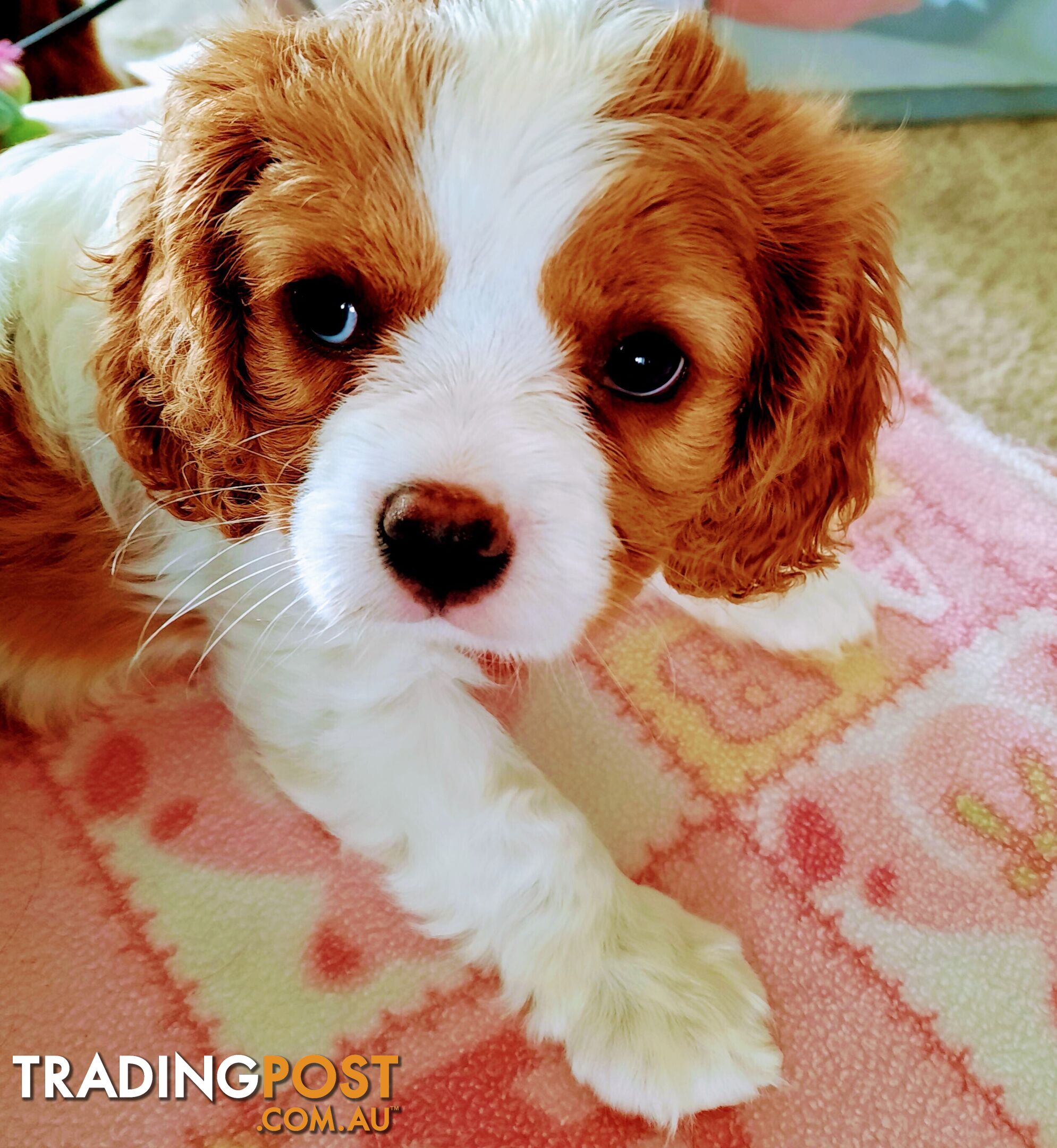 King Charles Cavalier Puppies