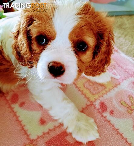 King Charles Cavalier Puppies