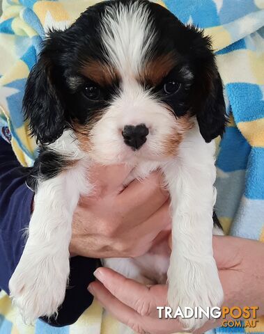 King Charles Cavalier Puppies