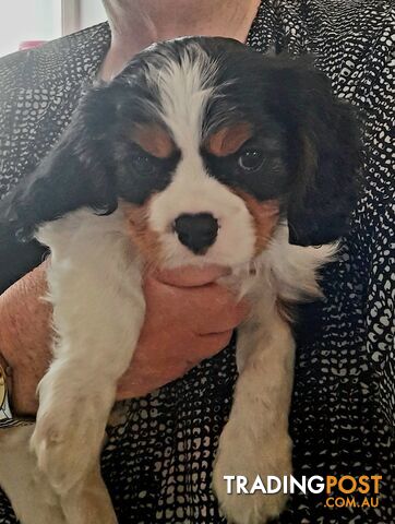 King Charles Cavalier Puppies