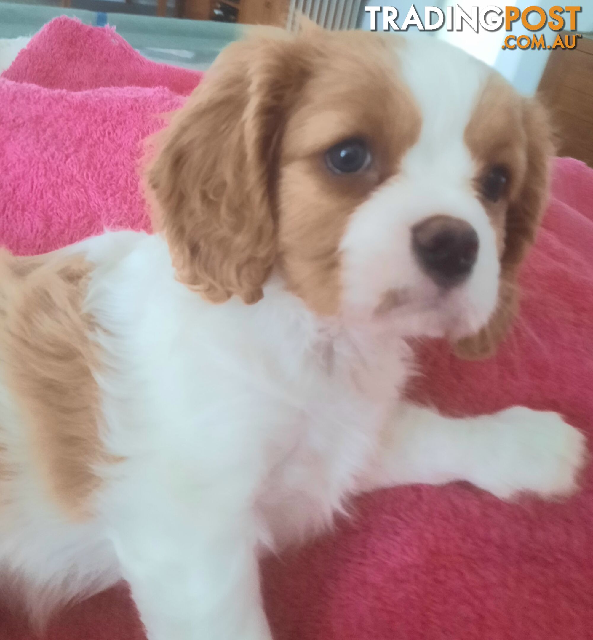 King Charles Cavalier Puppies