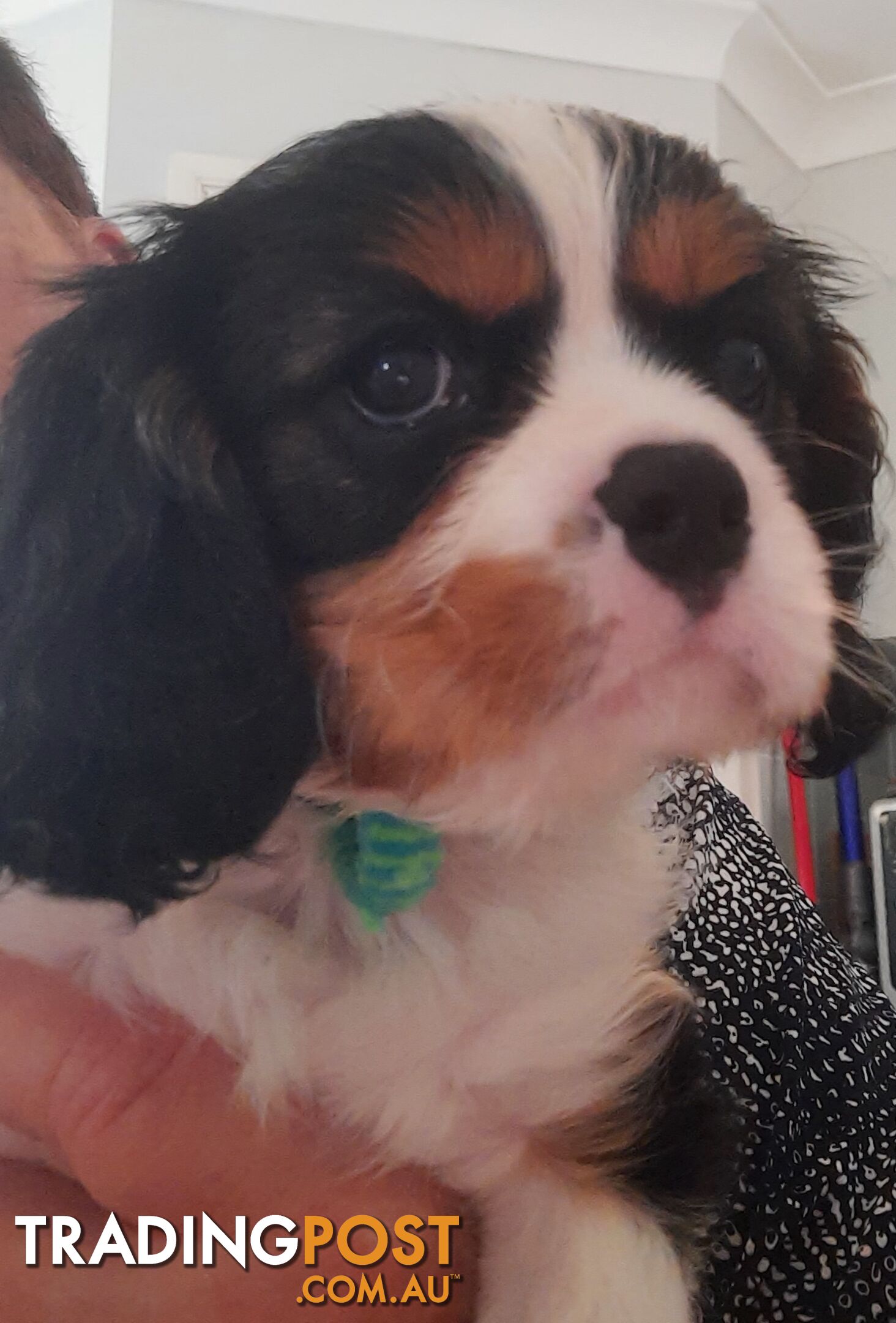 King Charles Cavalier Puppies