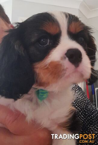 King Charles Cavalier Puppies