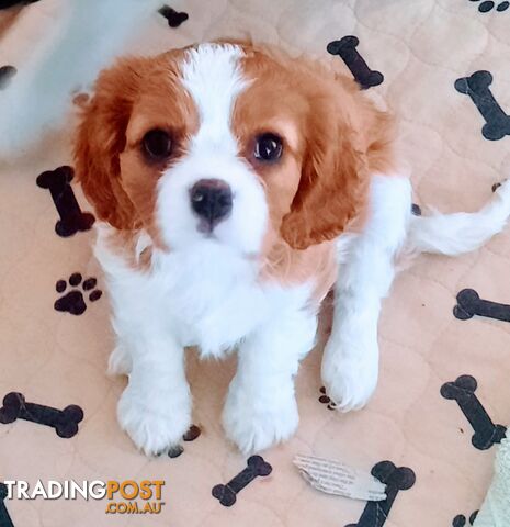 King Charles Cavalier Puppies