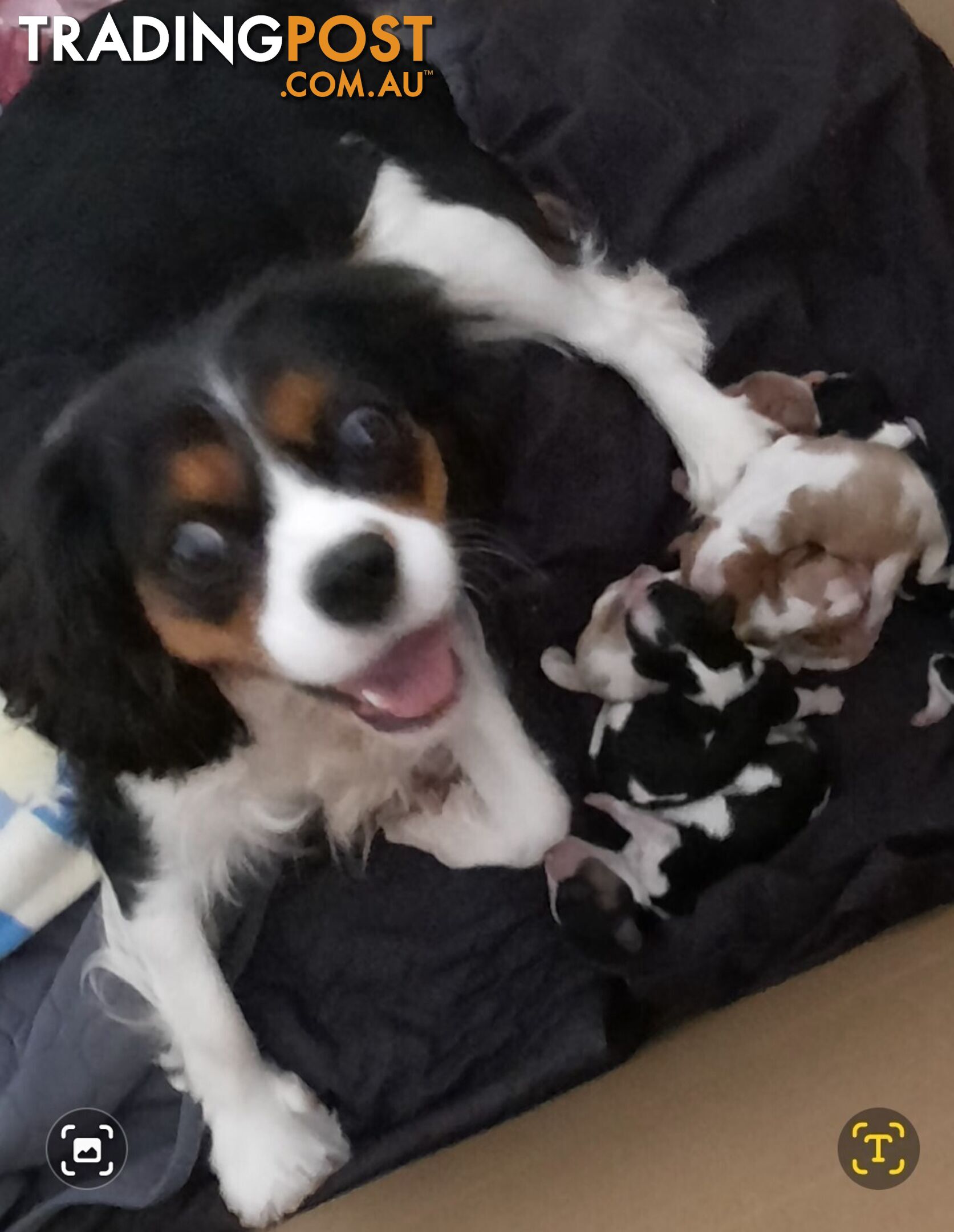 King Charles Cavalier Puppies