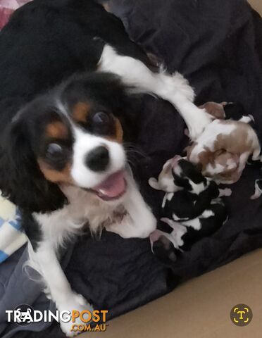 King Charles Cavalier Puppies