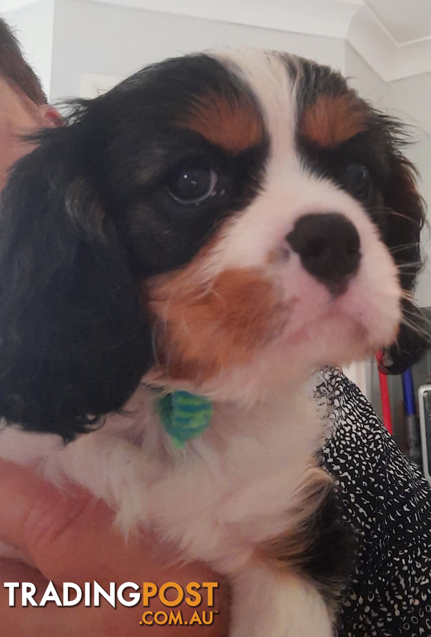 King Charles Cavalier Puppies