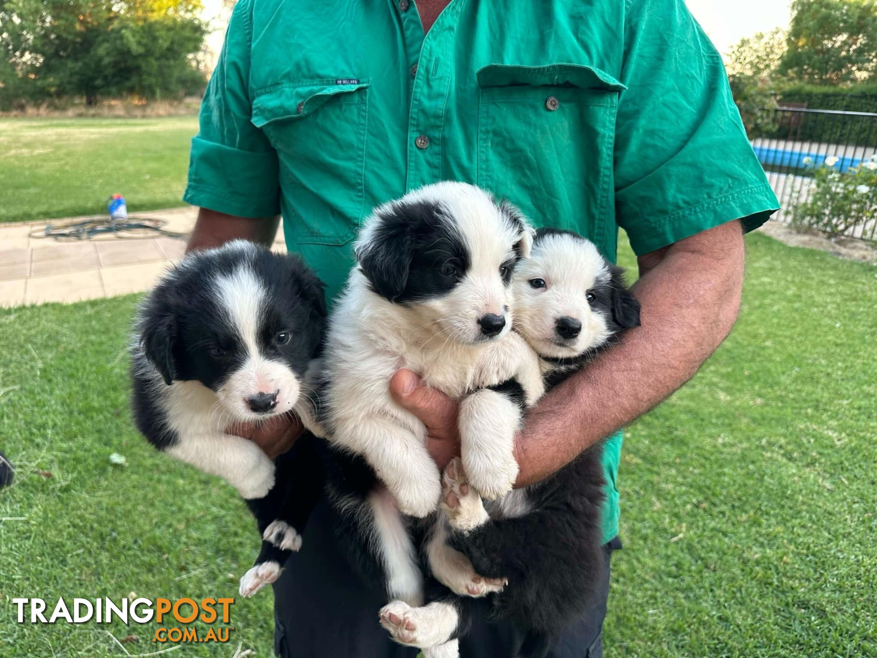 Border Collie Puppies