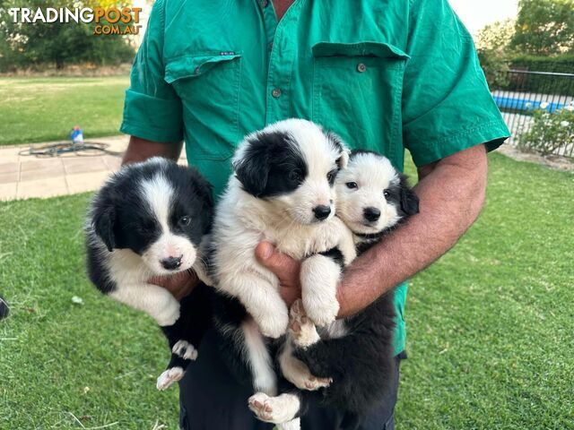 Border Collie Puppies