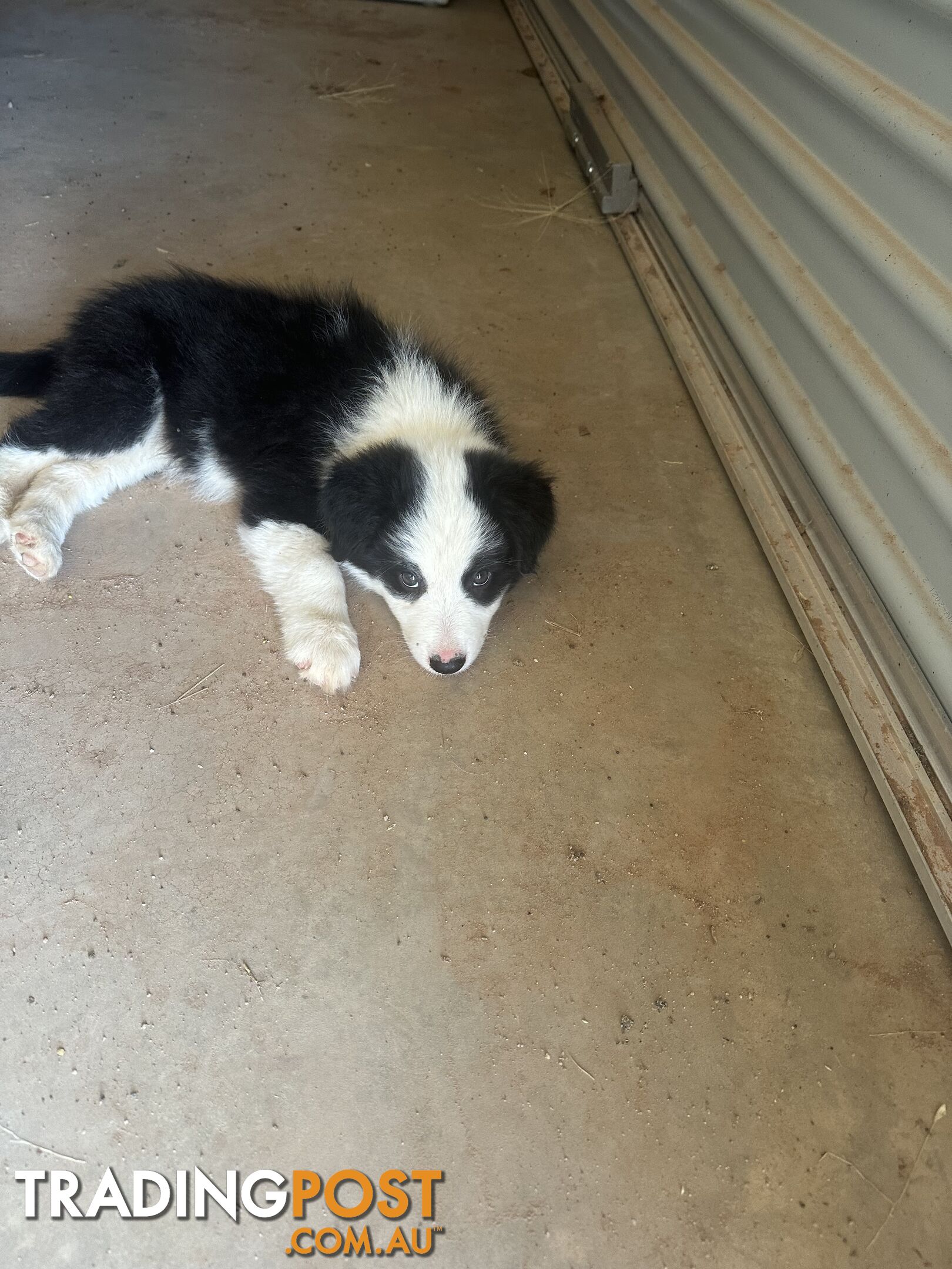 Border Collie Puppies