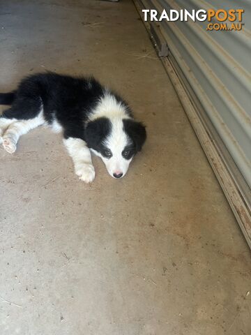 Border Collie Puppies