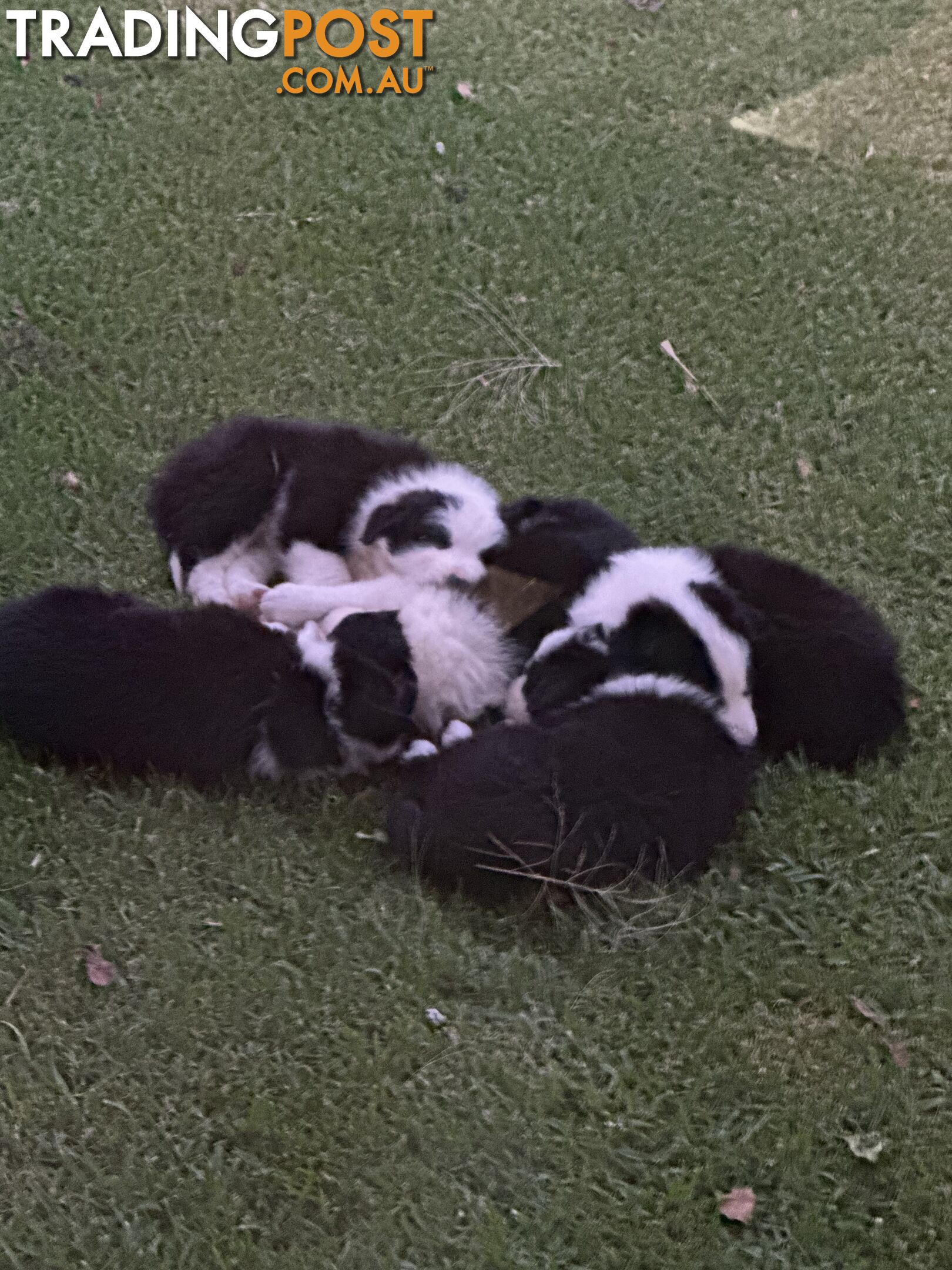 Border Collie Puppies