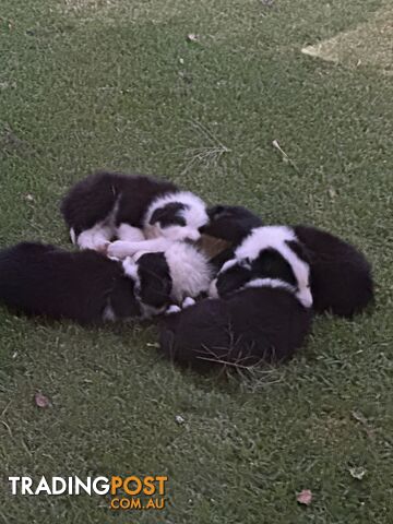 Border Collie Puppies