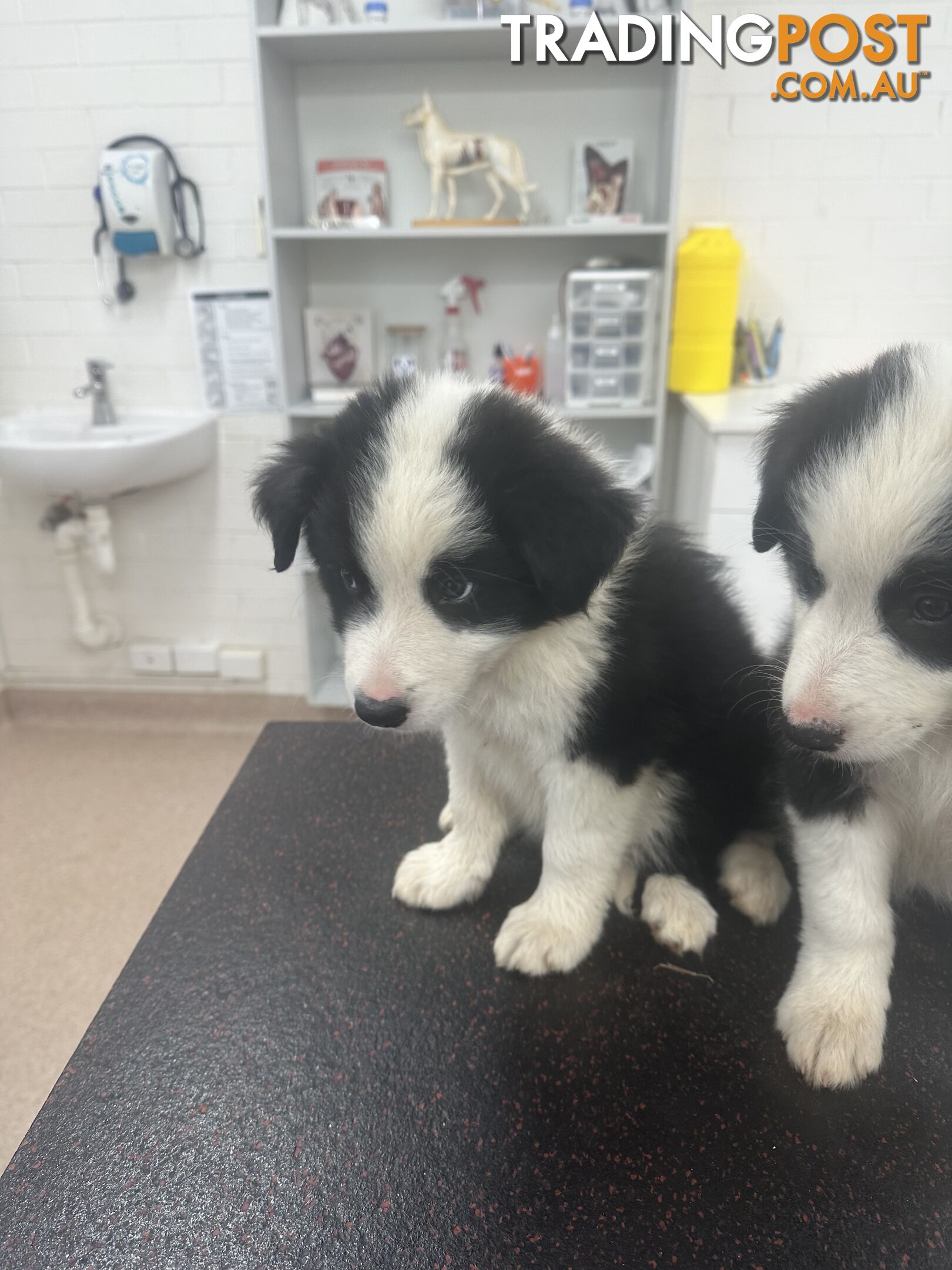 Border Collie Puppies