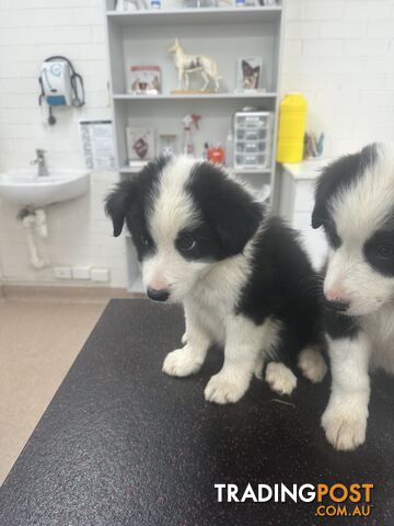 Border Collie Puppies