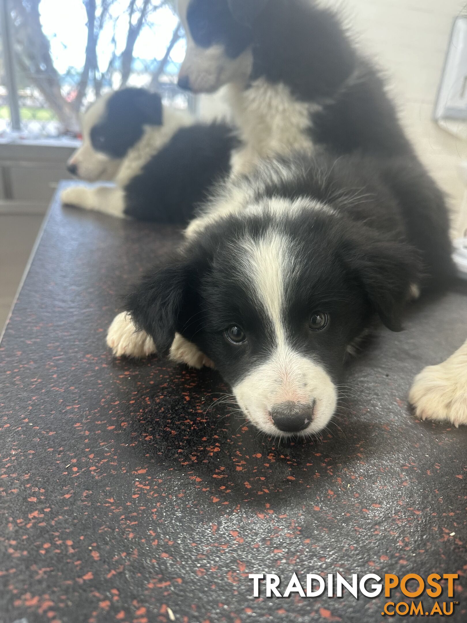 Border Collie Puppies