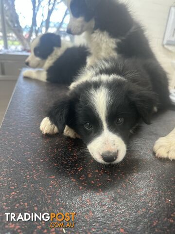 Border Collie Puppies