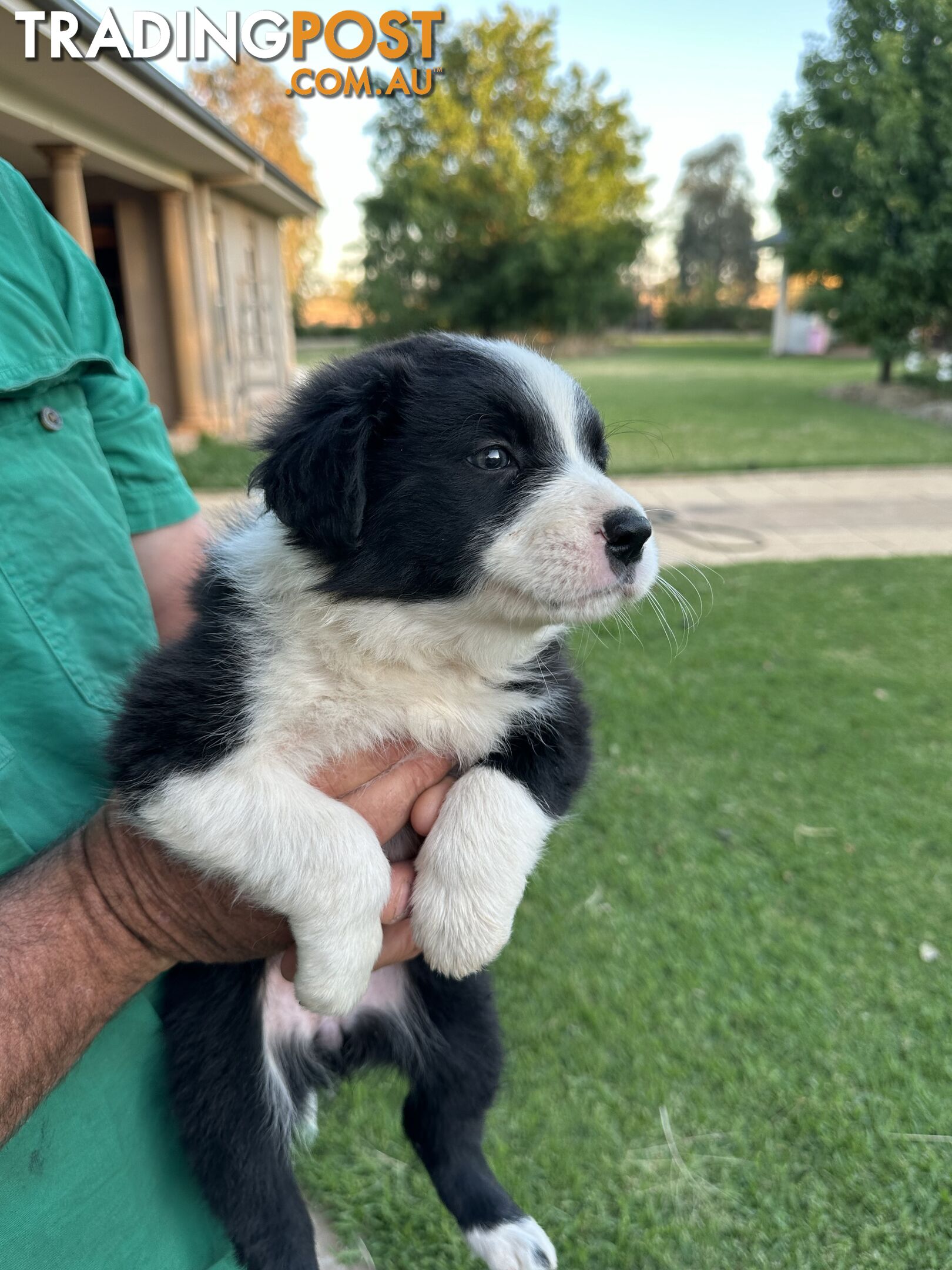 Border Collie Puppies