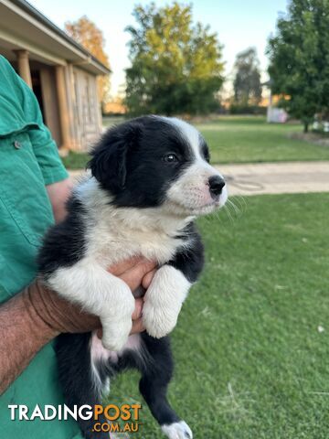 Border Collie Puppies